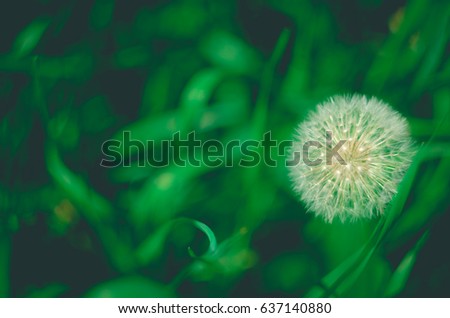 dandellion