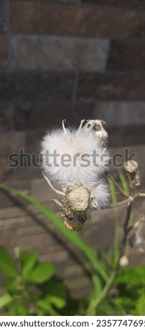 Dandellion flower that bloom will fall when blown by the wind