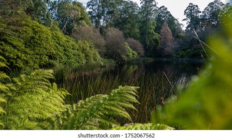 Dandenong Ranges Botanic Garden Lake