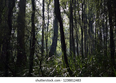 Victoria Forest Images Stock Photos Vectors Shutterstock