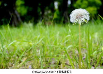 The dandilion