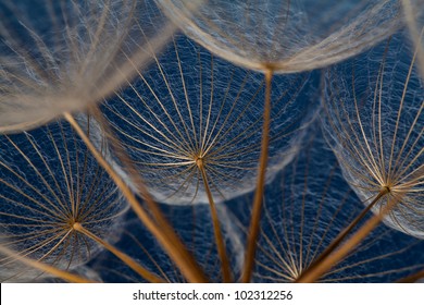 Dandilion seeds against a blue background that show it's dainty features - Powered by Shutterstock