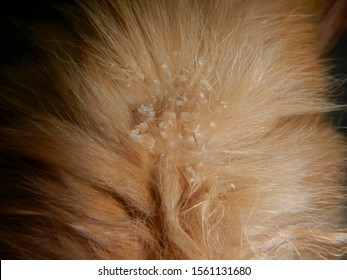 Dandruff Hair In A Brown Rabbit Due To Cheyletiella Mites In Veterinary Clinic Of Exotic Pets Animal