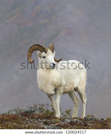 Dandy Dall - Dall sheep. Savage River, Denali National Park, Alaska