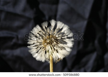 Dandy lion