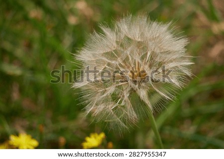 dandy lion clock seed head