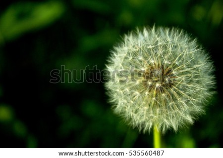 dandy lion close up