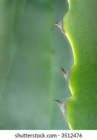 danger thorns