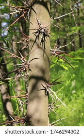 656 Honey locust tree thorns Images, Stock Photos & Vectors | Shutterstock