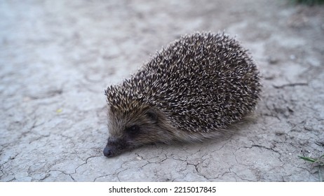 Danger To Wild Animals. Little Hedgehog On The Road, In The Background A Car Is Passing By