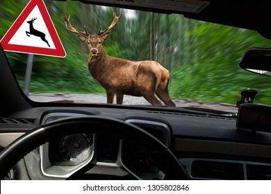 danger - wildlife collision 