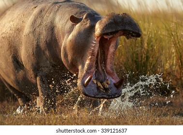 Dangerous African Hippo, Hippopotamus Amphibius Closely Before Attack. Hippo   With Opened Mouth Showing Its Strengh. Action Animal Photo, Wildlife Photography, Chobe National Park, Botswana. 