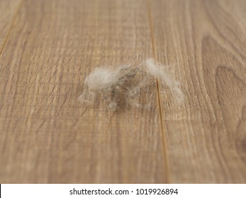 dangerous allergens inside the house: furball Pets on an oak plank floor, front view, short focus