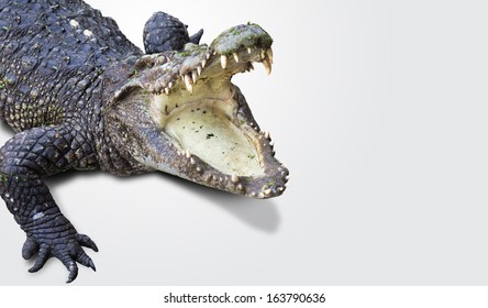 Dangerous Alligator With Open Mouth