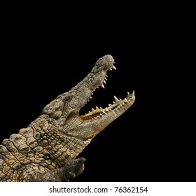 Dangerous Alligator With Open Mouth