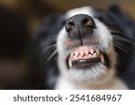 Dangerous angry dog. Aggressive puppy dog border collie baring teeth fangs looking aggressive dangerous. Guardian growling scary dog ready for attack. Pet infected by rabies.