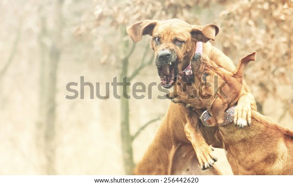 rhodesian ridgeback dangerous