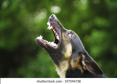 Dangerous Angry German Shepherd Dog Barks Outdoors