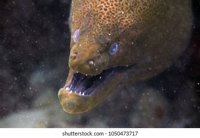 Dangerous Animals Underwater Portrait Huge Old Stock Photo 1050473717 ...