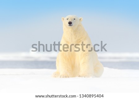Dangerous bear sitting on the ice, beautiful blue sky. Polar bear on drift ice edge with snow and water in Norway sea. White animal in the nature habitat, Europe. Wildlife scene from nature. 