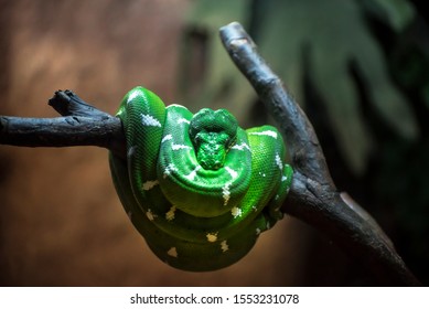 Green Garden Snake Images Stock Photos Vectors Shutterstock