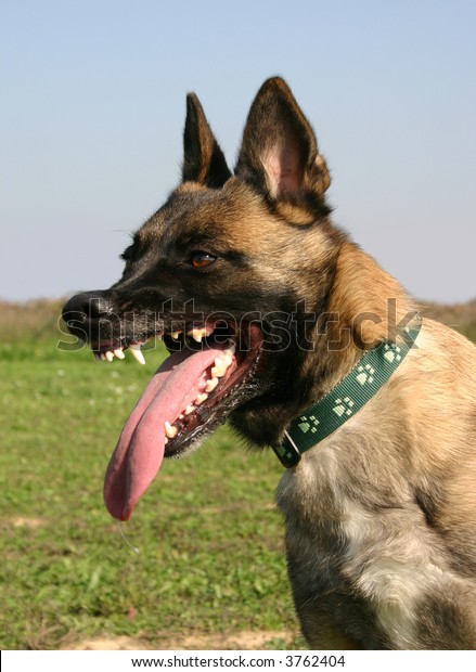 Dangerous Belgian Shepherd Malinois Stock Photo Edit Now