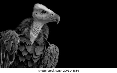 Dangerous Black And White Vulture Bird Sitting In The Black Background