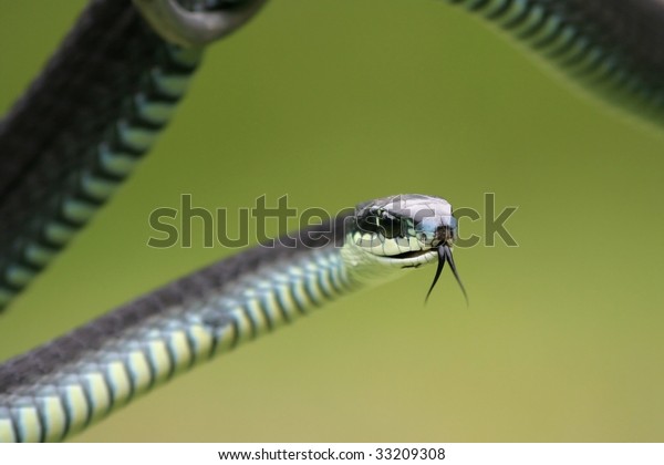 Dangerous Boomslang Snake Tongue Flicking Stock Photo (Edit Now) 33209308