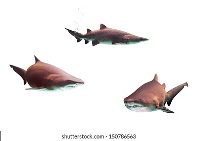 Dangerous Bull Sharks Isolated Over White