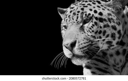 Dangerous Cheetah Closeup On The Black Background