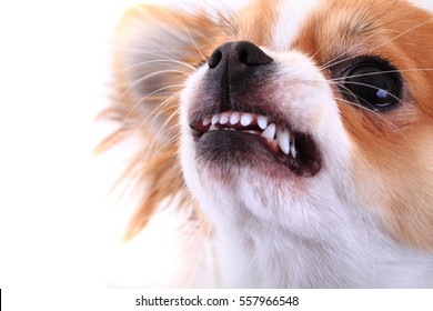 Chihuahua Angry High Res Stock Images Shutterstock