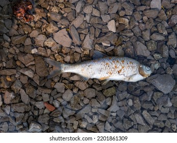 Dangerous contamination of reservoirs. Death of fish in pond due to water pollution. Fish dies in dirty water, washed off industrial waste. - Shutterstock ID 2201861309
