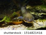 dangerous cosmpolitan freshwater predator fish Channel catfish, Ictalurus punctatus, rest on sand bottom in biotope aquarium, popular aquaculture farming species