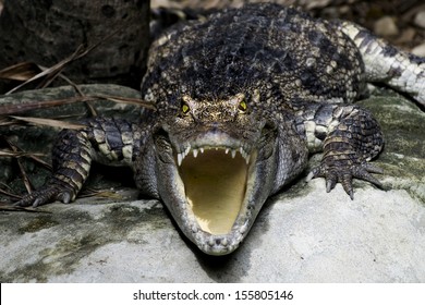 dangerous crocodile with open mouth 