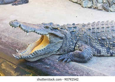 Dangerous Crocodile Open Mouth