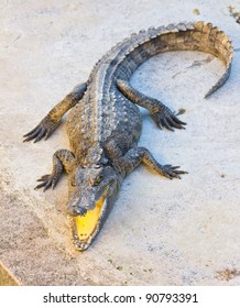 Dangerous Crocodile Open Mouth