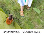 Dangerous deer tick and small child legs in summer shoes on grass. Ixodes ricinus. Parasite hidden on green leaf and little girl foots in sandals on lawn in nature park. Tick-borne disease prevention.