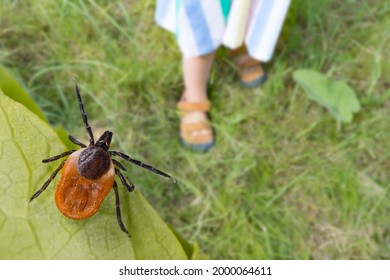 Dangerous deer tick and small child legs in summer shoes on grass. Ixodes ricinus. Parasite hidden on green leaf and little girl foots in sandals on lawn in nature park. Tick-borne disease prevention.