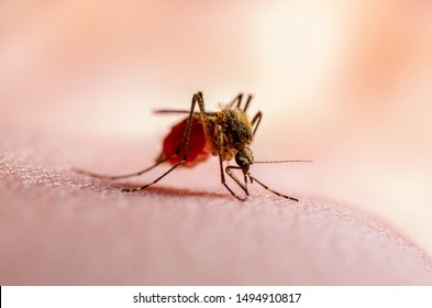 Dangerous Dengue Infected Mosquito Bite on Green Background. Leishmaniasis, Encephalitis, Yellow Fever, Dengue, Malaria Disease, Mayaro or Zika Virus Infectious Culex Mosquito Parasite Insect Macro.
