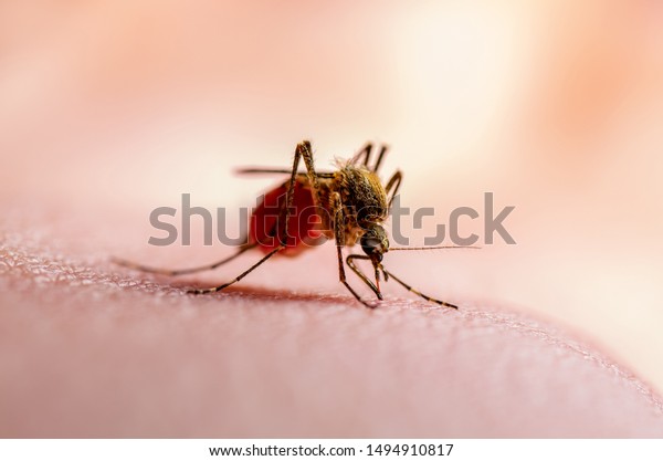 Dangerous Dengue Infected Mosquito Bite on Green\
Background. Leishmaniasis, Encephalitis, Yellow Fever, Dengue,\
Malaria Disease, Mayaro or Zika Virus Infectious Culex Mosquito\
Parasite Insect\
Macro.