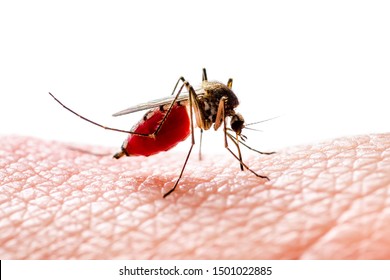 Dangerous Dengue Infected Mosquito  Isolated on White. Yellow Fever, Dengue, Malaria Disease, Mayaro, Zika, Togavirus, Eastern Equine Encephalitis, EEEV or EEE Virus Culex Mosquito Parasite Insect.