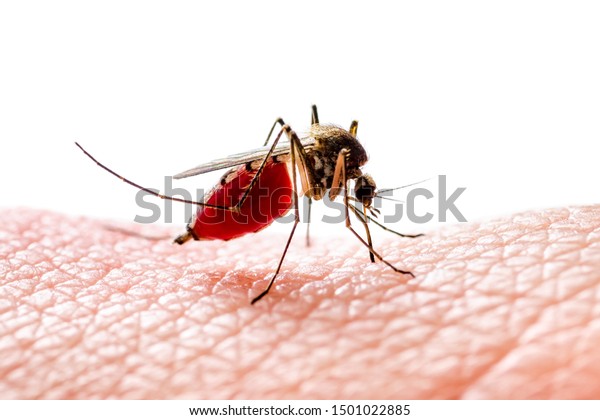 Dangerous Dengue Infected Mosquito  Isolated on\
White. Yellow Fever, Dengue, Malaria Disease, Mayaro, Zika,\
Togavirus, Eastern Equine Encephalitis, EEEV or EEE Virus Culex\
Mosquito Parasite\
Insect.