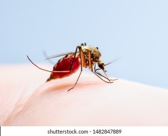 Dangerous Dengue Infected Mosquito Skin Bite. Leishmaniasis, Encephalitis, Yellow Fever, Dengue, Malaria Disease, Mayaro Or Zika Virus Infectious Culex Mosquito Parasite Insect Macro.