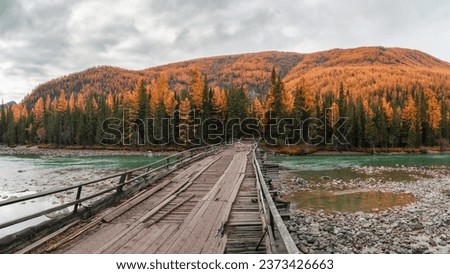 Dangerous dilapidated wooden road bridge over the Argut mountain river. Autumn panoramic view of the shallow river, forest and a long old wooden bridge. Remote region Altai Republic, Russia.