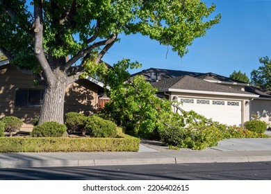 Dangerous fallen tree branch in residential neighborhood.  Causes can include a storm, hot dry environment, or that the branch extends further than the trunk can support and should have been trimmed