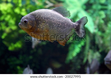 danger piranha fish