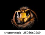 A dangerous hornet in the dark. Head of a large hornet in macro