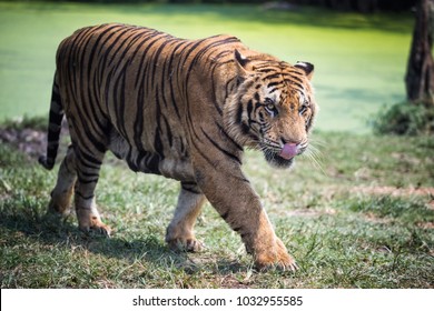 Dangerous Hungry Or Starving  Royal Bengal Tiger In The Forest Looking At Camera While Walking Close To Photographer. People In Dange. Big Hunter Mammal Animal In The Wood.