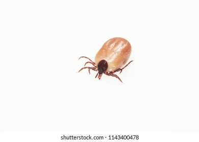 Dangerous Insect Tick On White Background