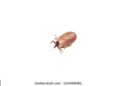 Dangerous Insect Tick On White Background